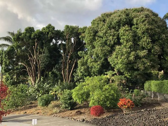 Biggest Advantages of Deep Root Tree Fertilization