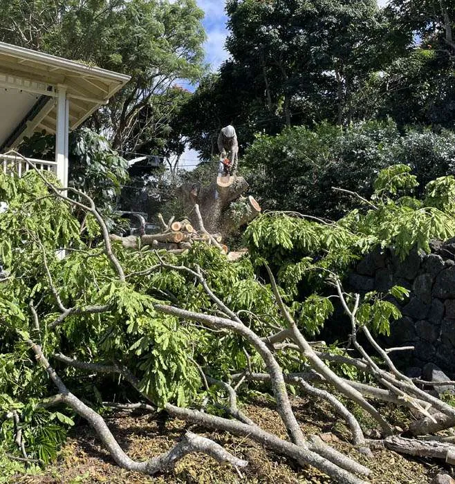 Signs It’s Time to Hire a Professional Tree Trimmer