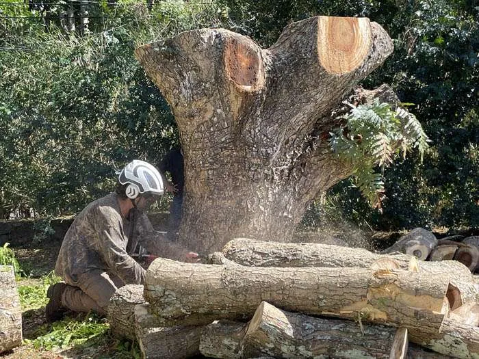 How Professional Tree Trimming Enhances Your Hawaii Property