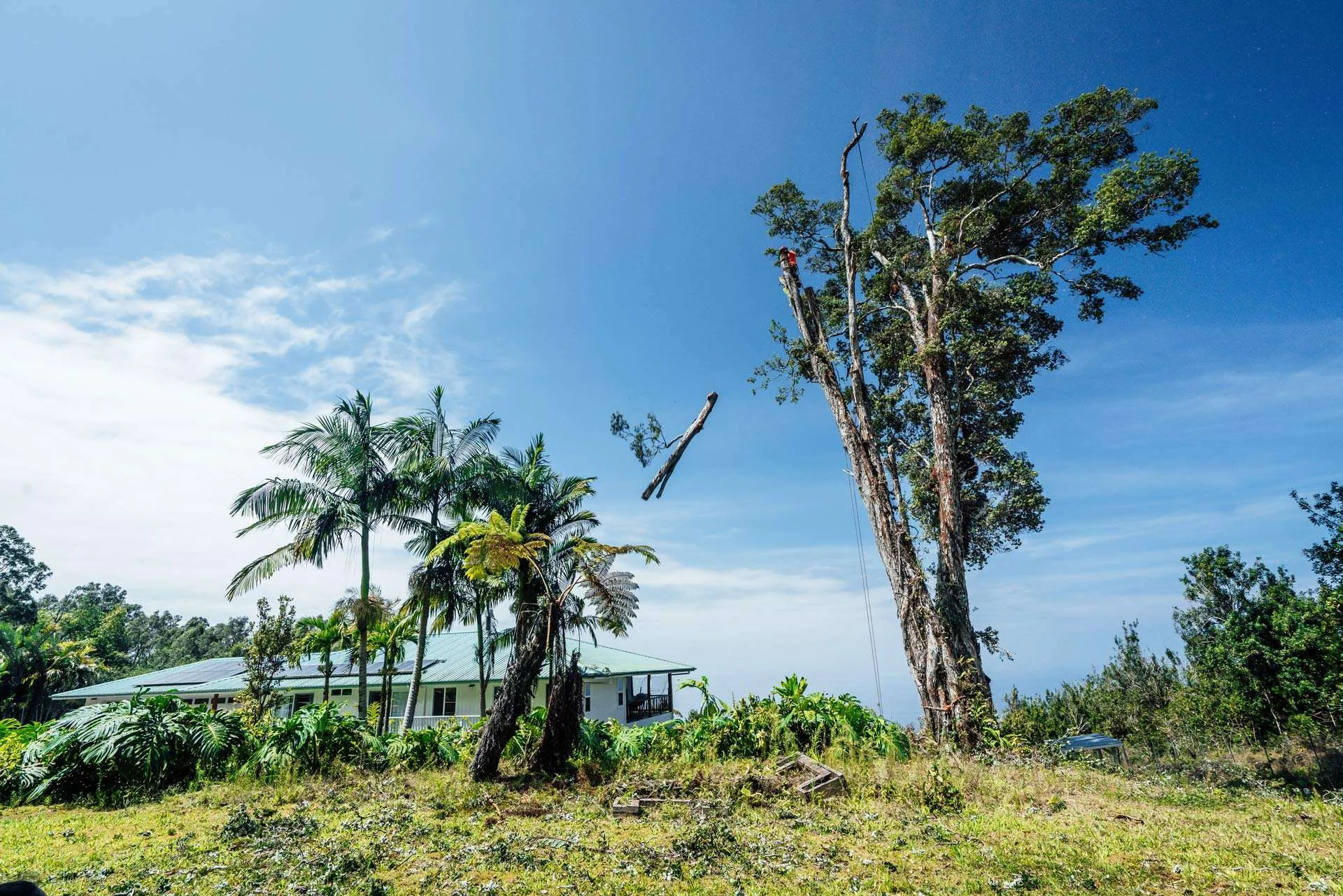 Benefits of Regular Tree Trimming for Hawaii Homes and Gardens