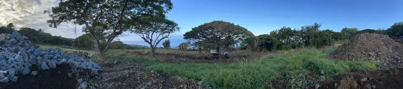 Why You Should Hire Professional Tree Trimming Services in Hawaii
